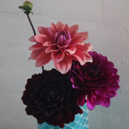 Picture of Opulent dahlia collection