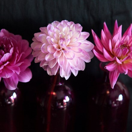 Pink and blue dahlia collection