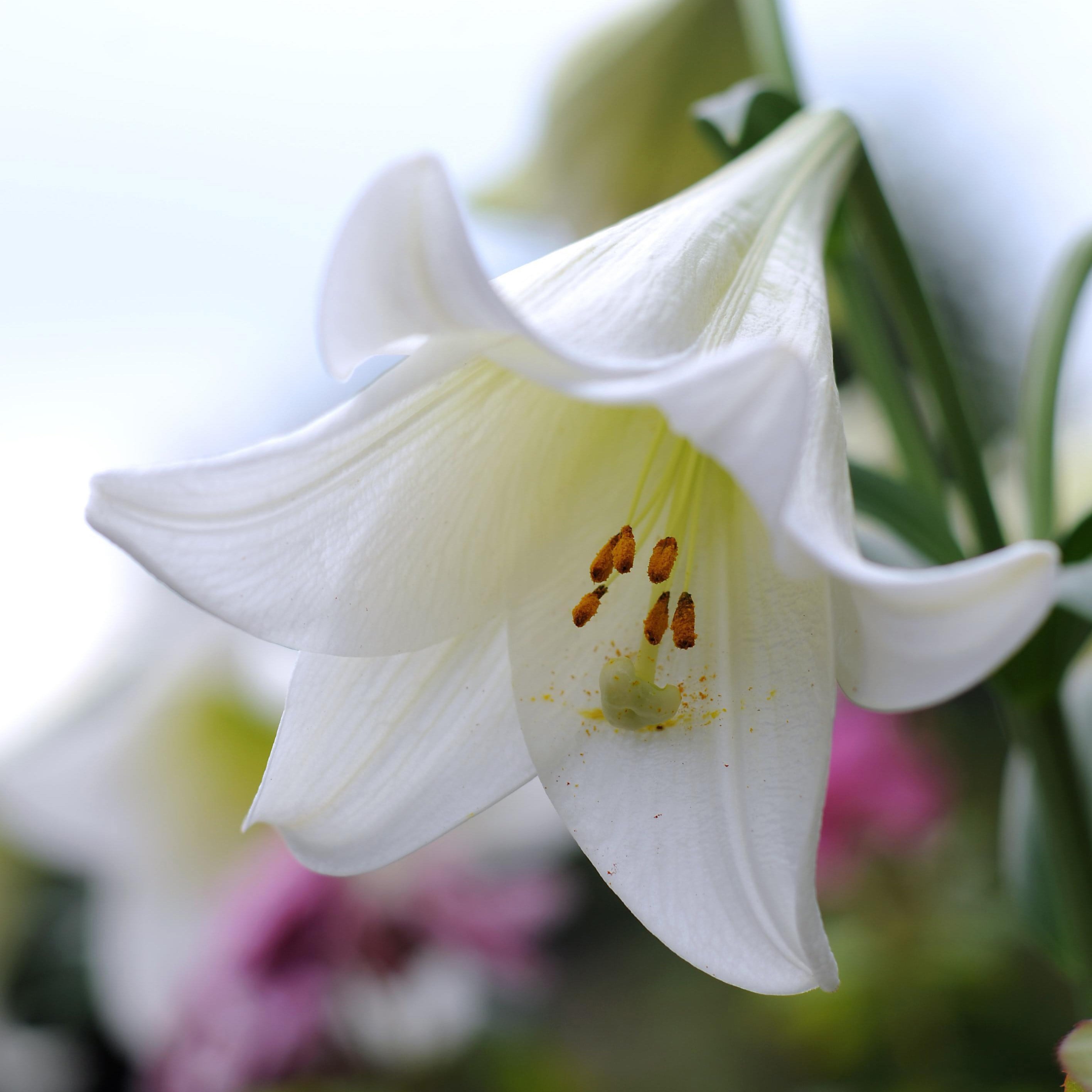 Buy Easter Lily Bulb Lilium Longiflorum White Heaven (PBR): £3.99 ...