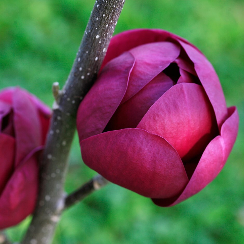 buy magnolia magnolia black tulip 39 jurmag1 39 pbr 39 20 days till christmas
