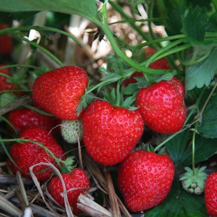 Picture of strawberry Elegance (PBR)