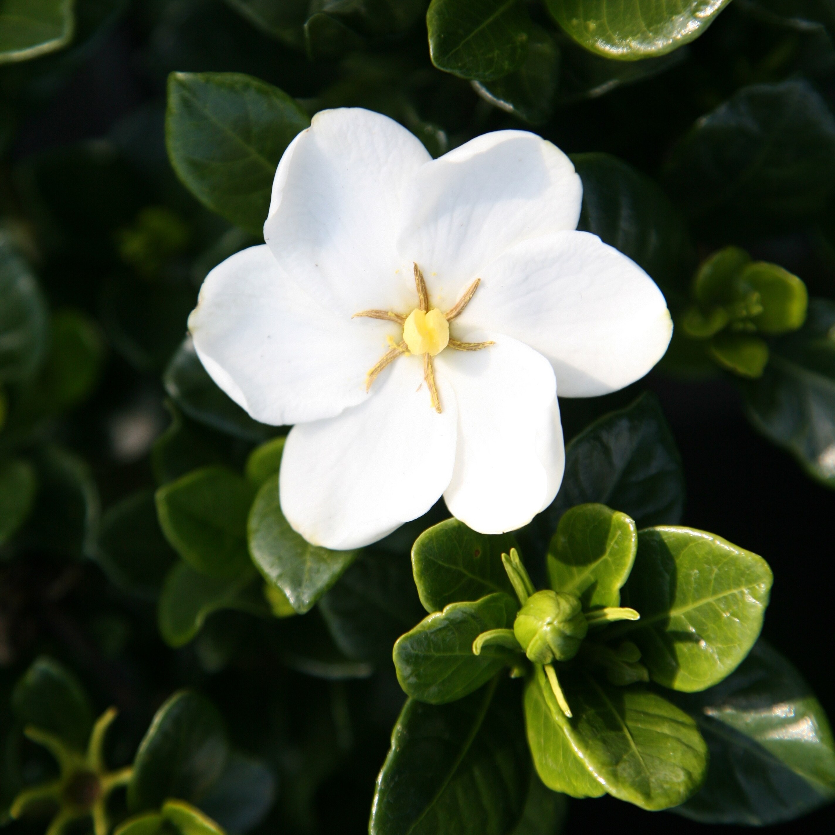 Gardenias for sale discount