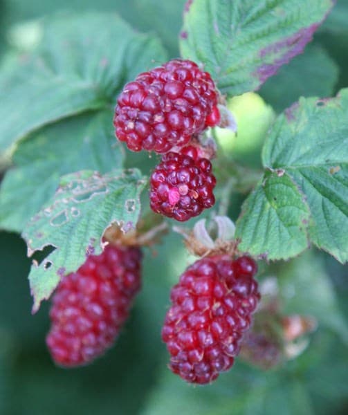 tayberry Buckingham Thornless