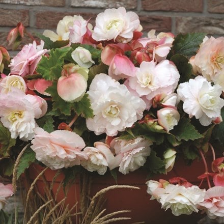 Begonia Mother's Day