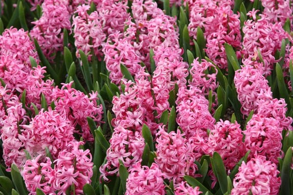 <i>Hyacinthus orientalis</i> 'Pink Pearl'
