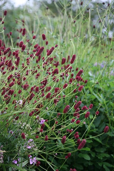 Sanguisorba officinalis Red Thunder