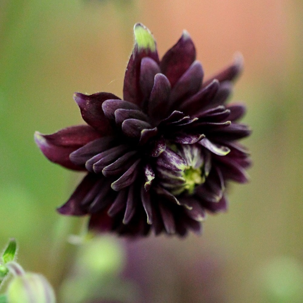 Product options image