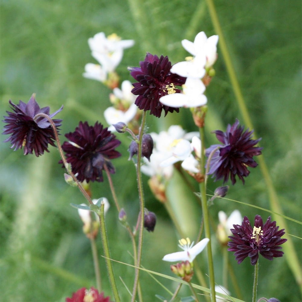 <I>Aquilegia vulgaris</i> var. <i>stellata</i> 'Black Barlow'