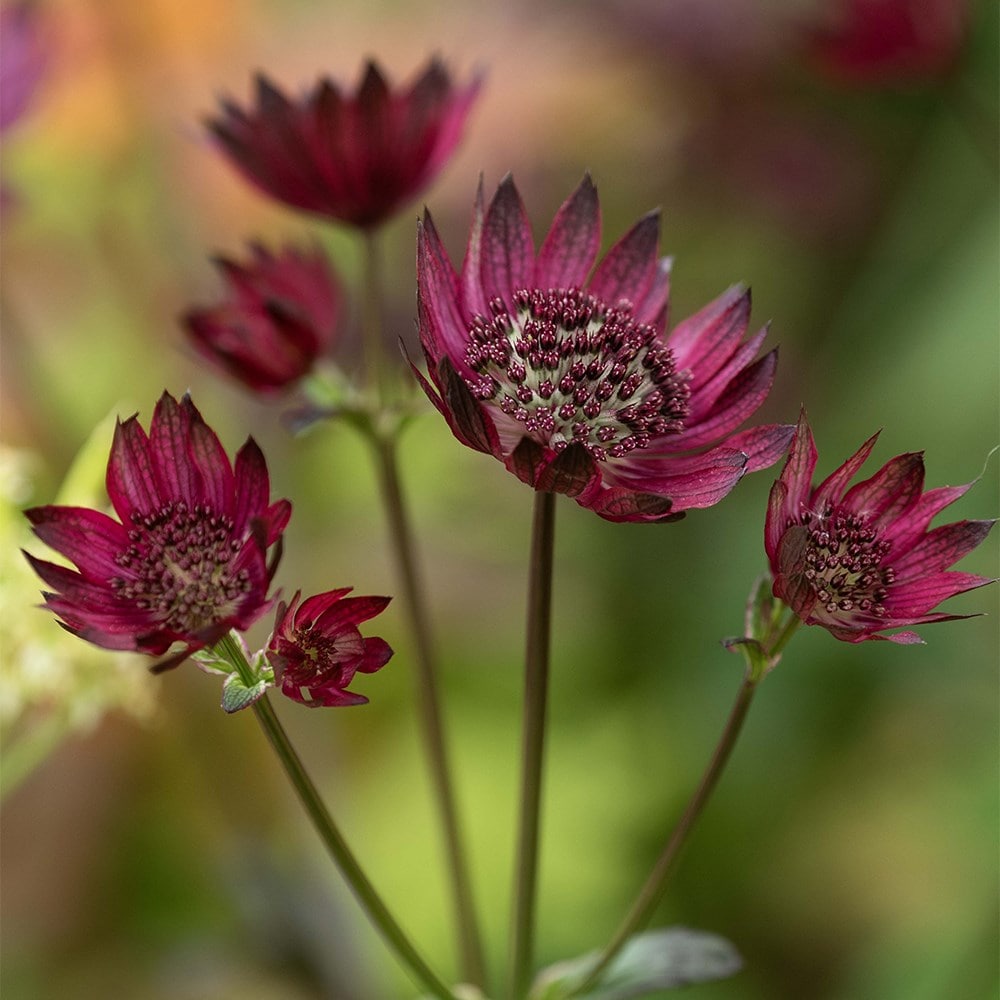 Product options image