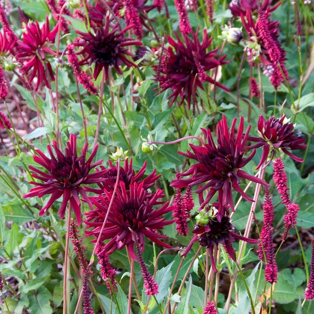 <i>Dahlia</i> 'Nuit d'Eté'