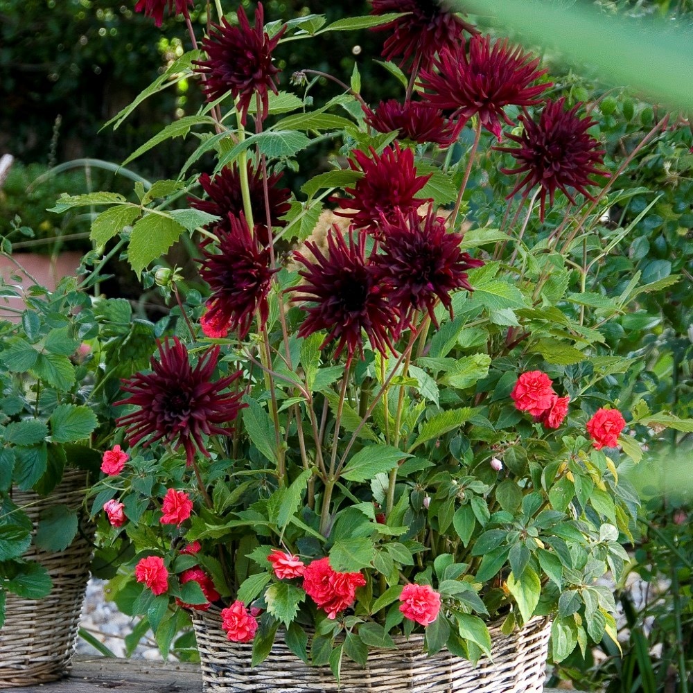 <i>Dahlia</i> 'Nuit d'Eté'