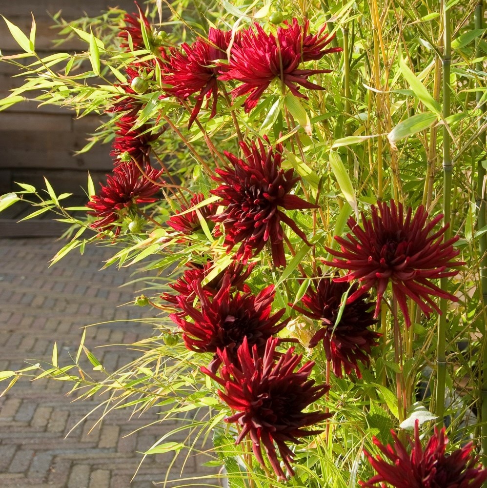 <i>Dahlia</i> 'Nuit d'Eté'