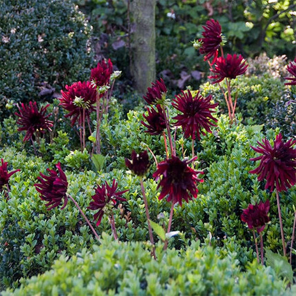 <i>Dahlia</i> 'Nuit d'Eté'