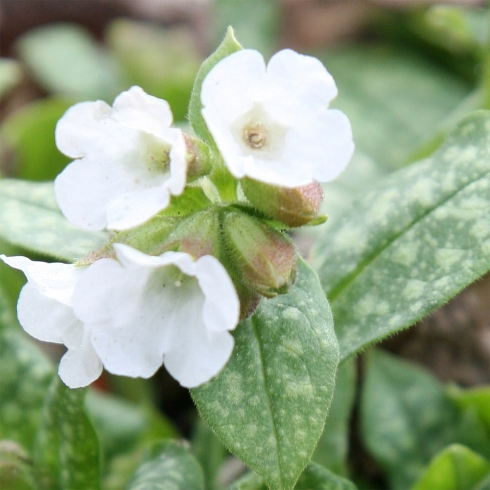 <i>Pulmonaria</i> 'Sissinghurst White'