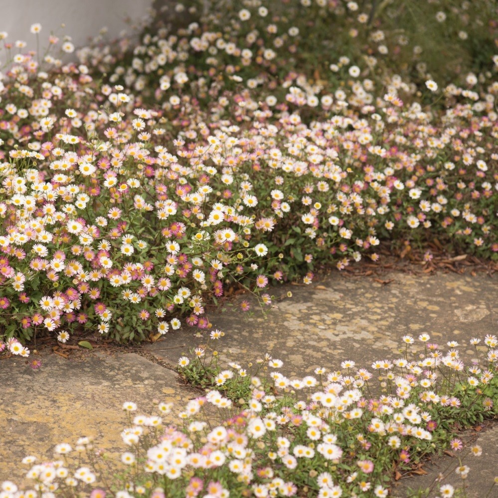 <i>Erigeron karvinskianus</i> 