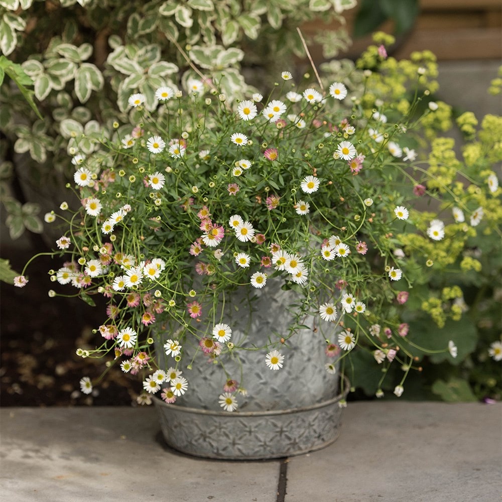 <i>Erigeron karvinskianus</i> 