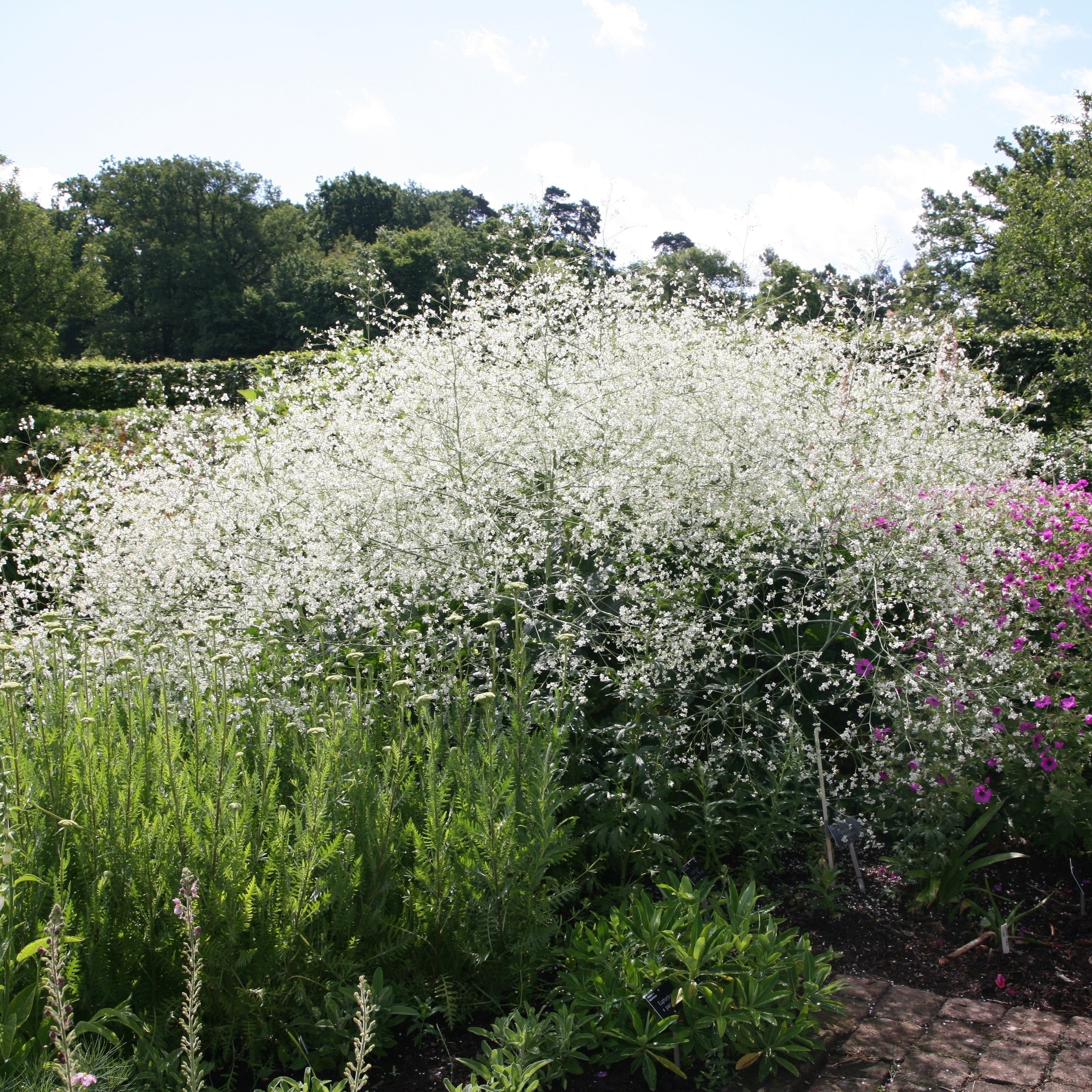 Product options image