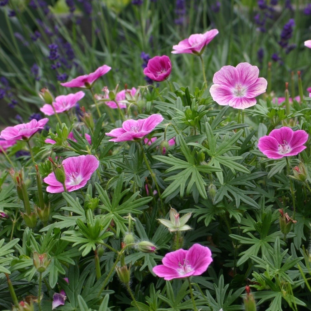<i>Geranium</i> 'Elke'