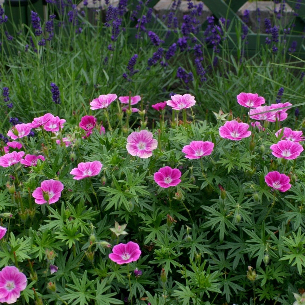 <i>Geranium</i> 'Elke'