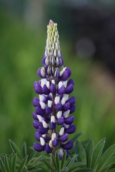 Lupinus The Governor (Band of Nobles Series)