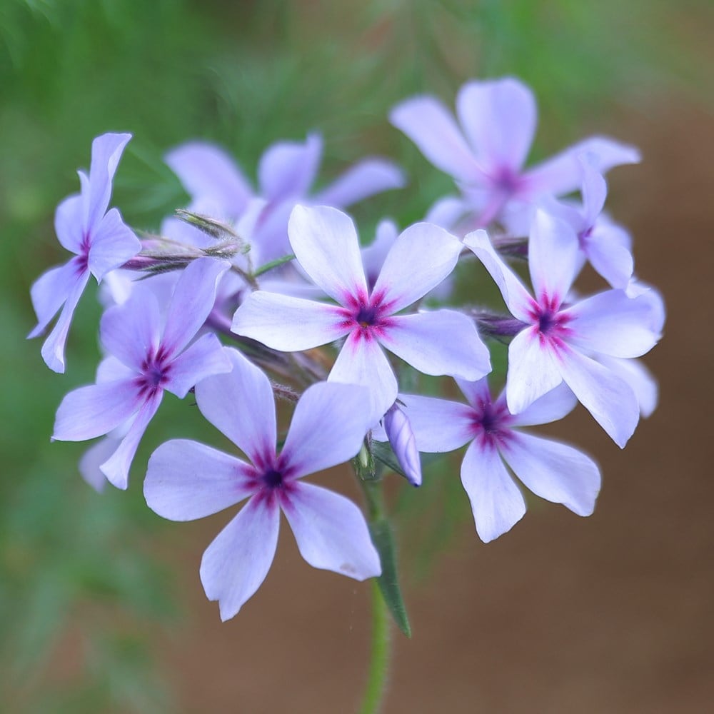 <I>Phlox divaricata</i> subsp. <i>laphamii</i> 'Chattahoochee'