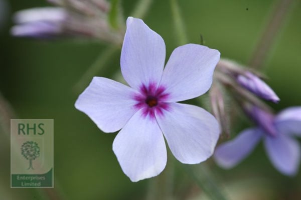 Phlox divaricata subsp. laphamii Chattahoochee