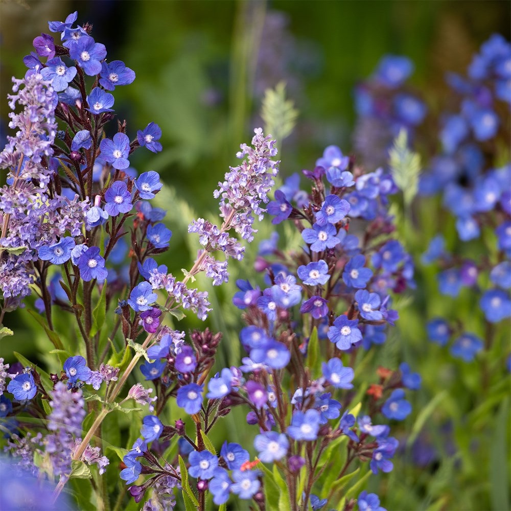 <i>Anchusa azurea</i> 'Loddon Royalist'