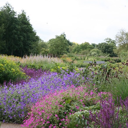 Picture of Wisley border collection