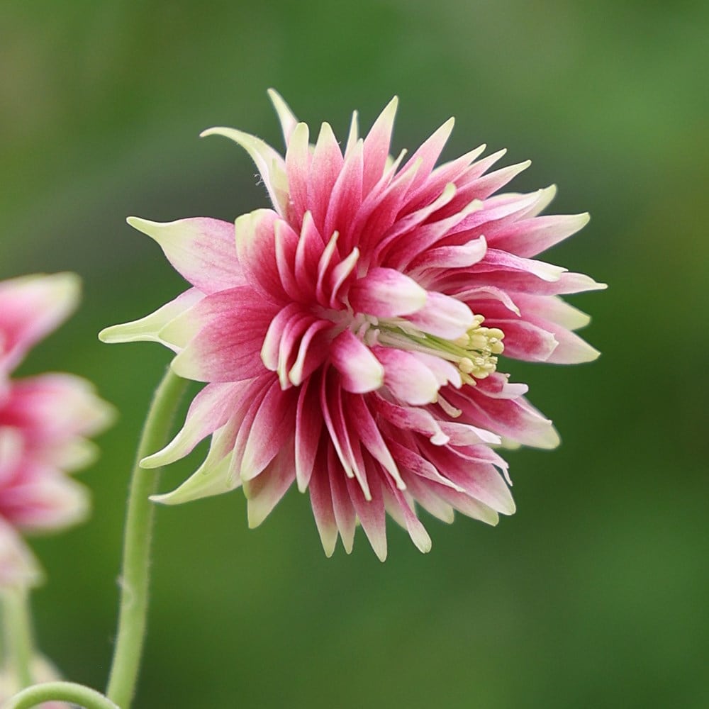 Product options image