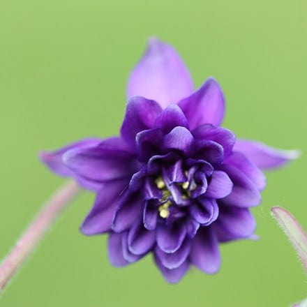 Aquilegia vulgaris var. stellata Blue Barlow (Barlow Series)