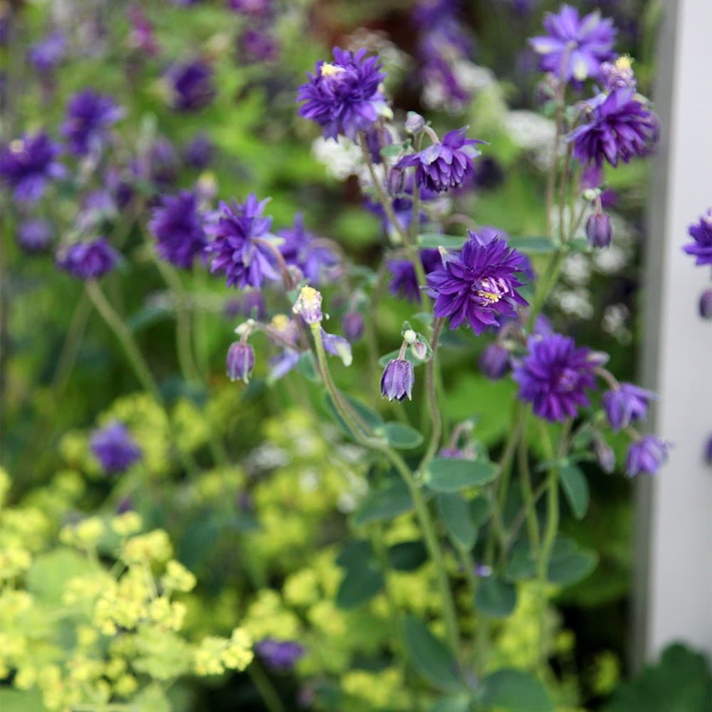 <I>Aquilegia vulgaris</i> var. <i>stellata</i> 'Blue Barlow' (Barlow Series)