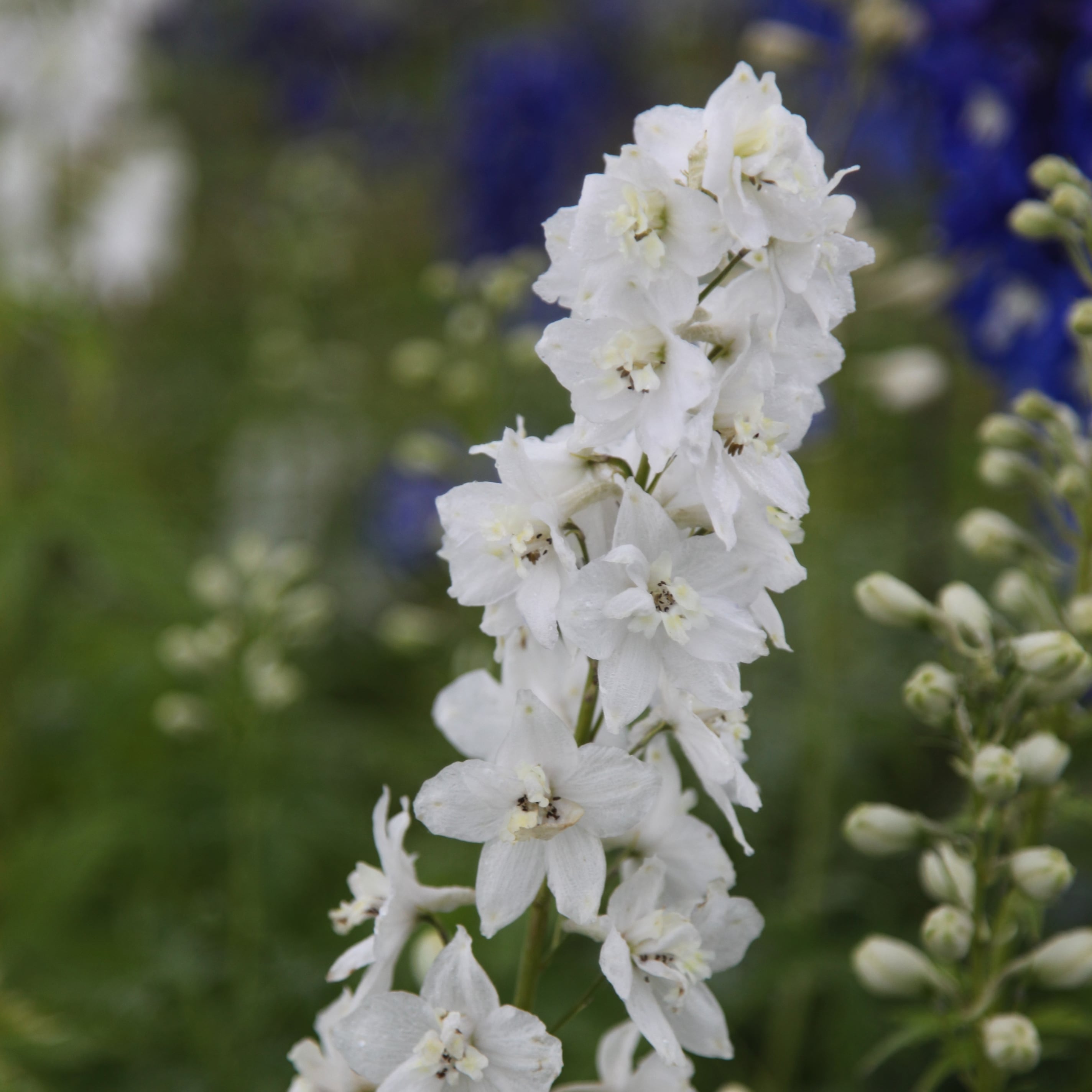 Product options image