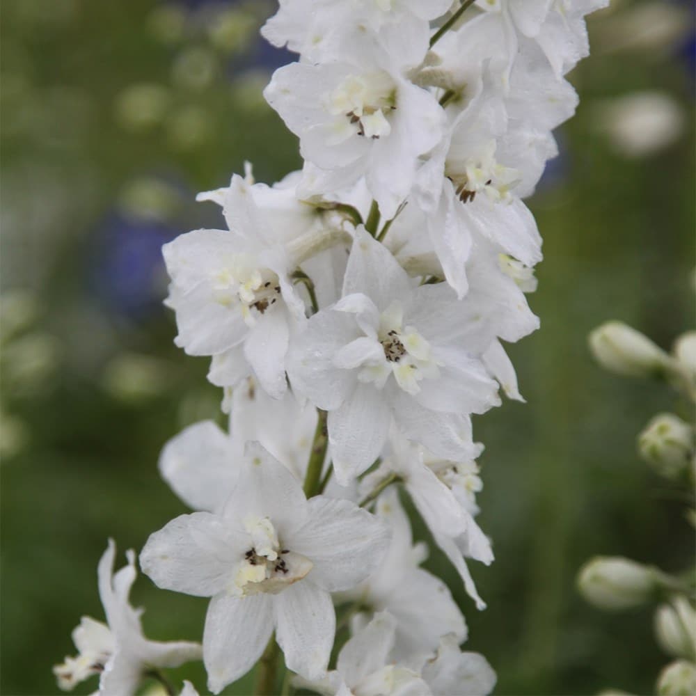 <I>Delphinium</i> 'Galahad' (Pacific Hybrid Series)