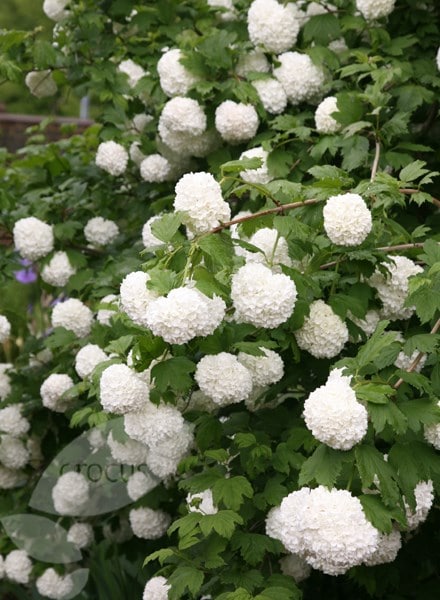 Buy snowball tree (syn. Sterile) Viburnum opulus Roseum: £ ...