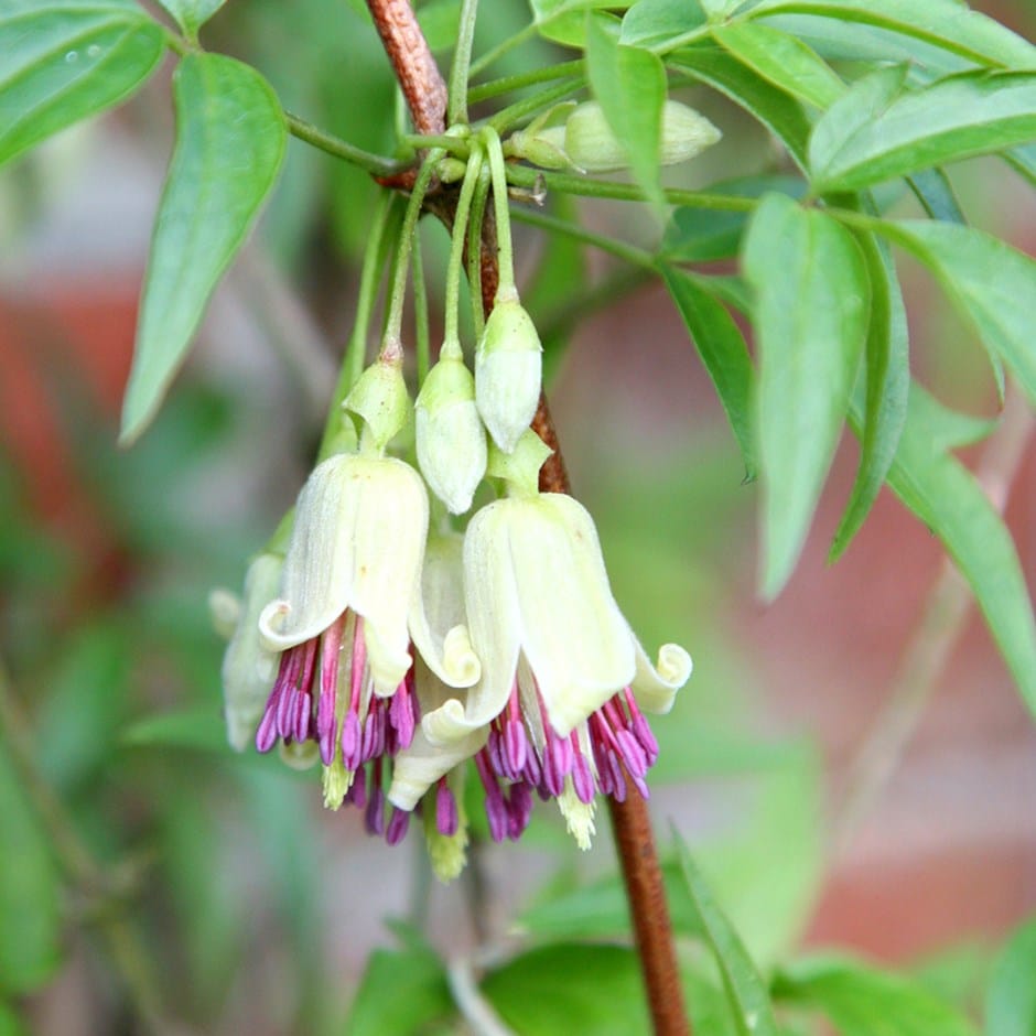 <i>Clematis napaulensis</i> 