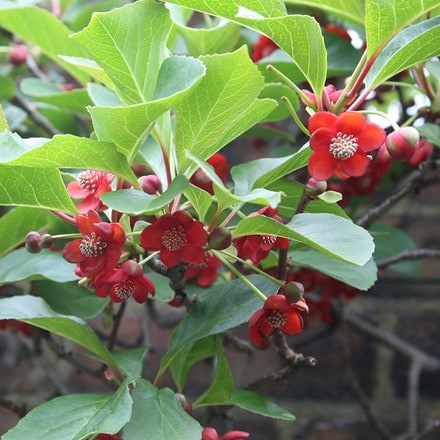 Schisandra rubriflora