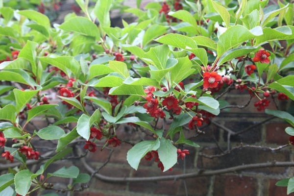 Schisandra rubriflora