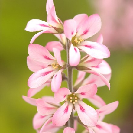 Francoa sonchifolia Pink Bouquet