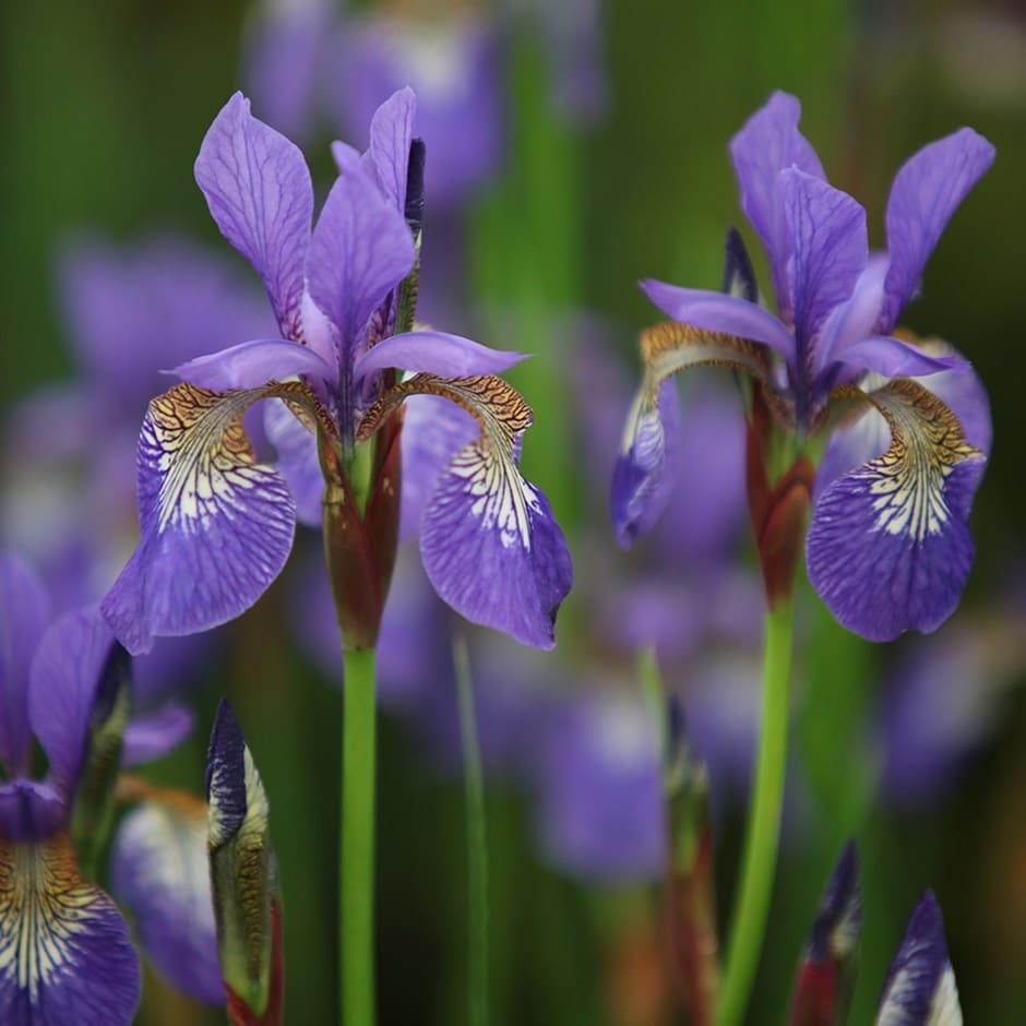 Siberian iris (syn. Iris sibirica Tropic Night)