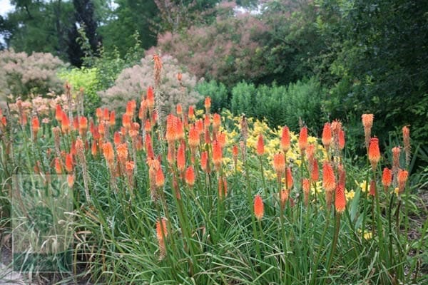 <i>Kniphofia</i> 'Royal Standard'