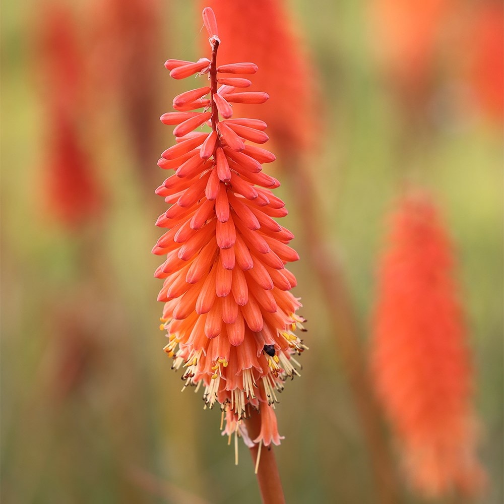<i>Kniphofia</i> 'Royal Standard'
