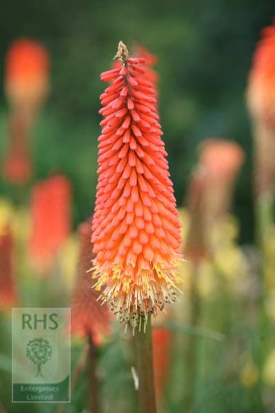 Kniphofia Royal Standard