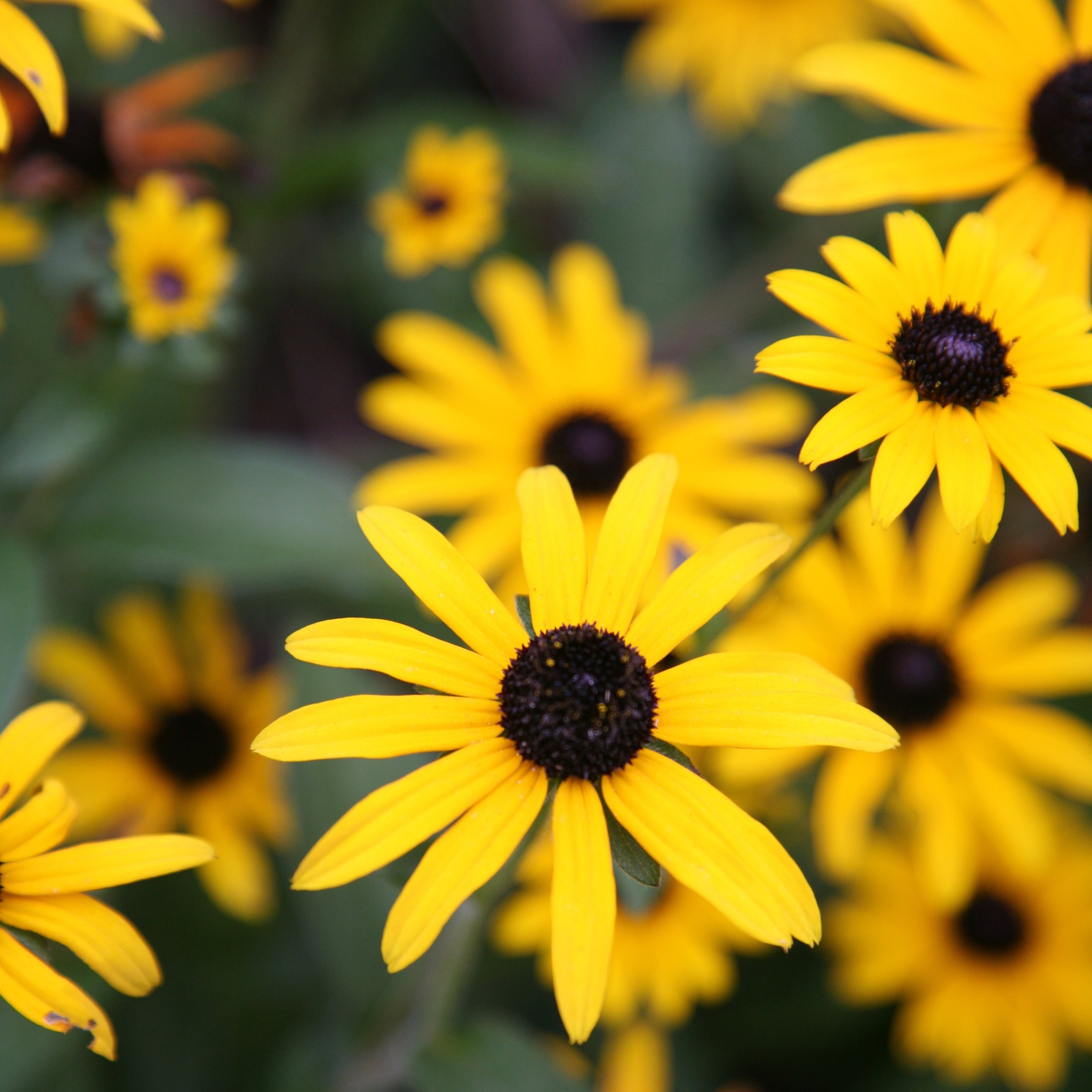 black-eyed Susan