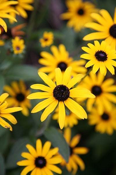 Rudbeckia fulgida var. deamii