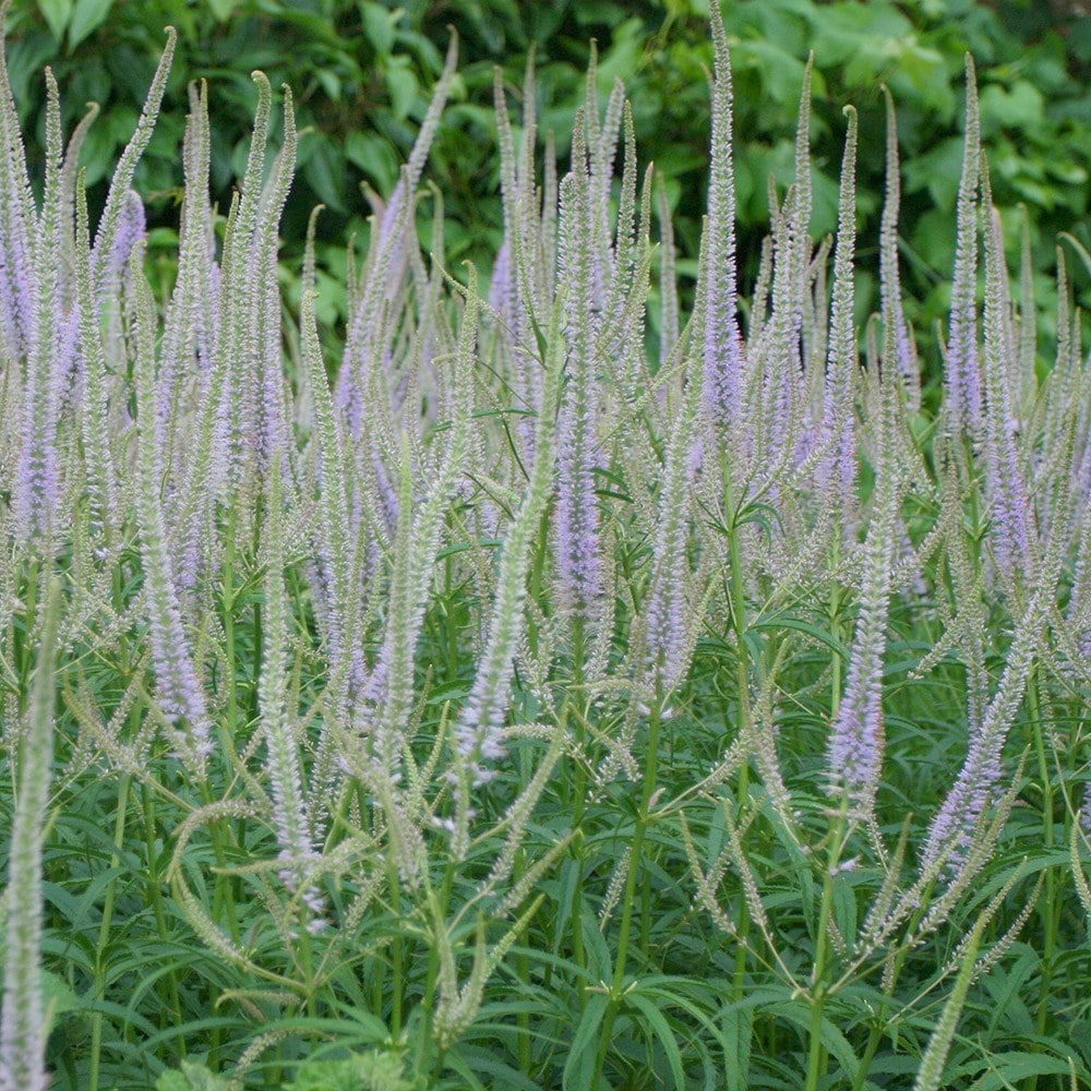 <i>Veronicastrum virginicum</i> 'Lavendelturm'