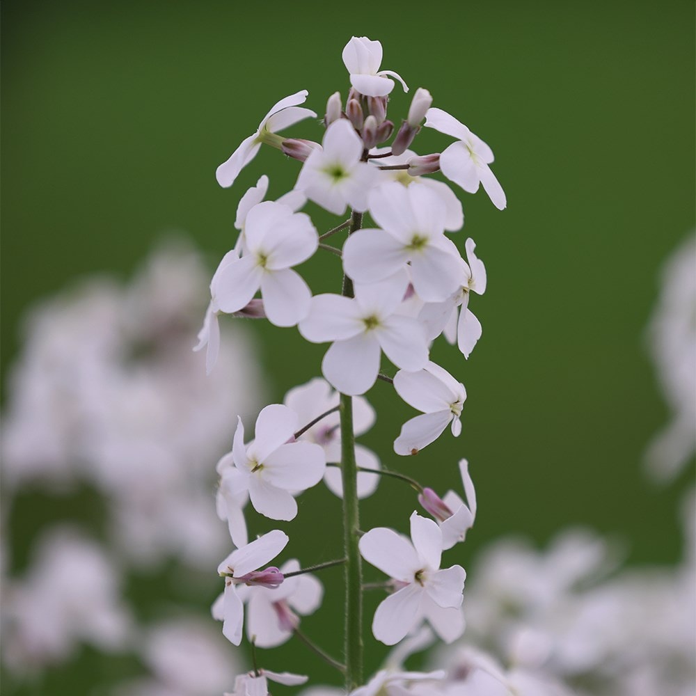 Product options image