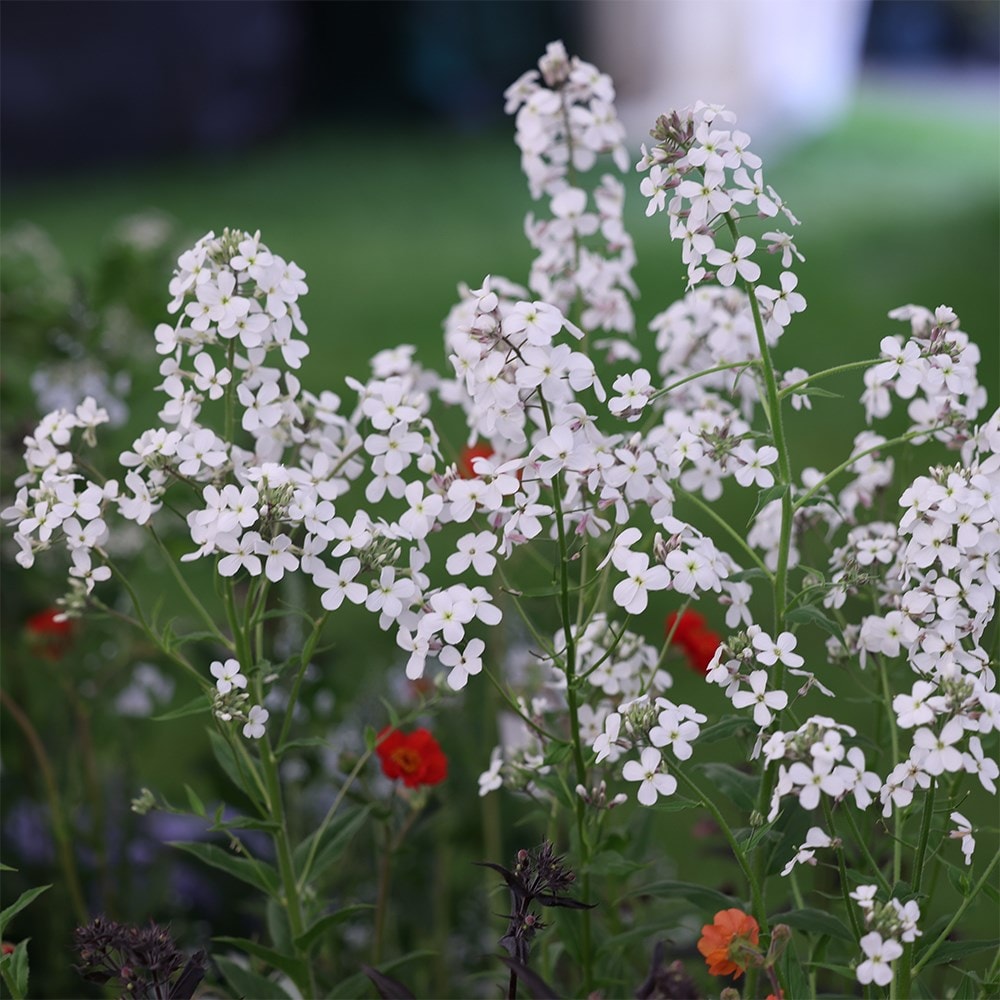 <I>Hesperis matronalis</i> var. <i>albiflora</i>