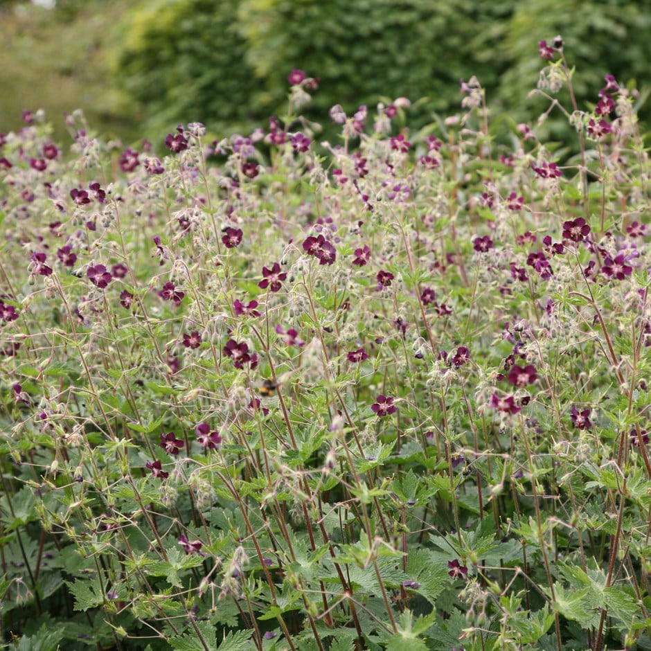 <i>Geranium phaeum</i> 