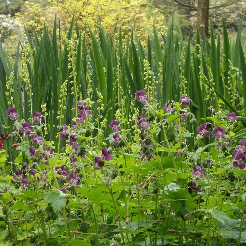 <i>Geranium phaeum</i> 