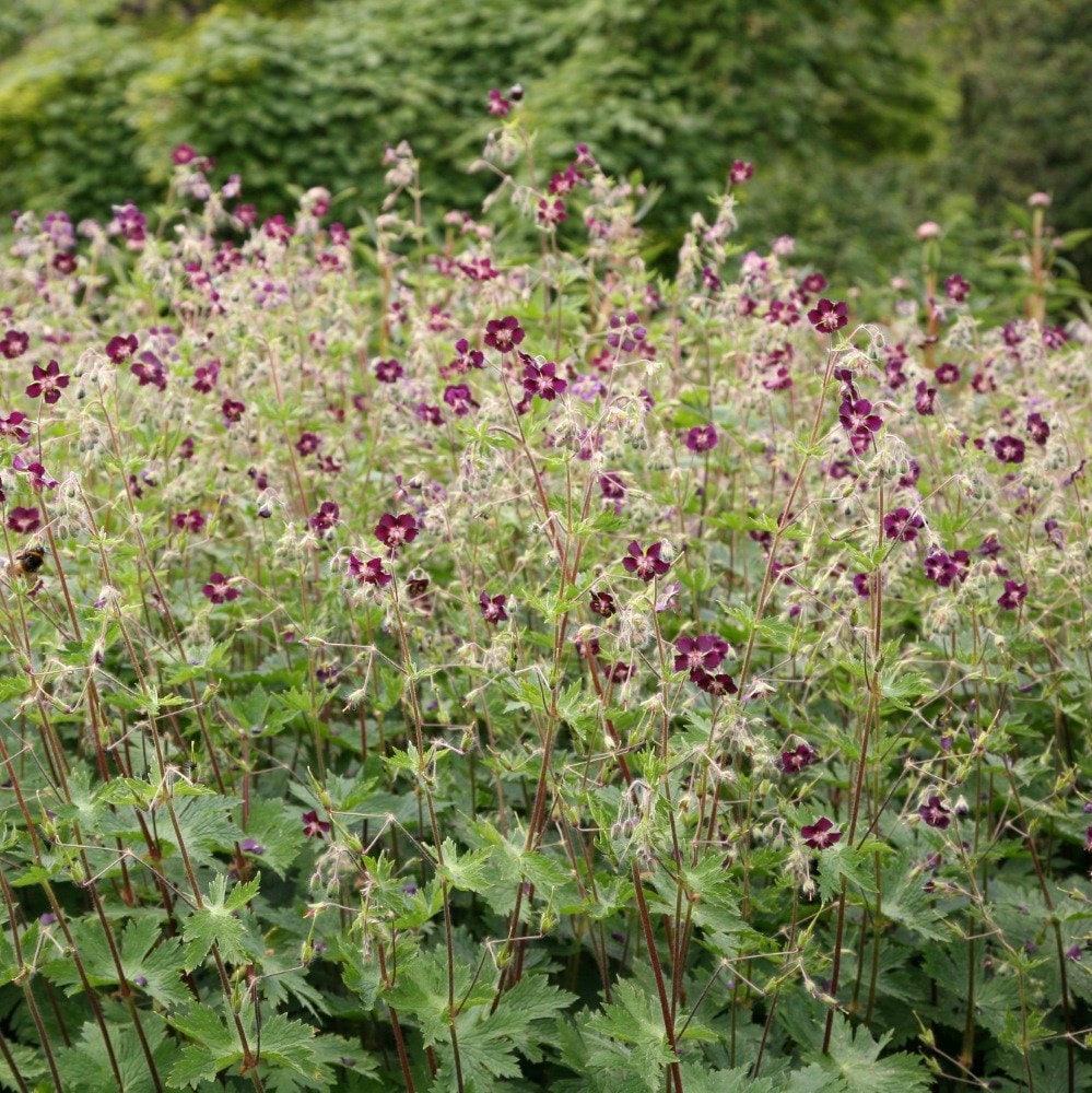 <i>Geranium phaeum</i> 